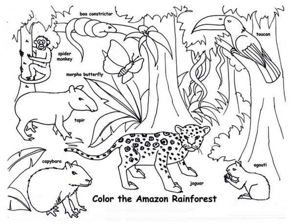 1024x785 Rainforest Animal Coloring Pages Printable Coloring For Kids