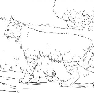 308x308 Food Chain Coloring Pages Higher Resolution Pdf For Downloading