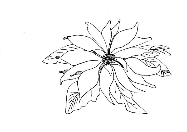 600x425 Picture Of Poinsettia Coloring Page Color Luna