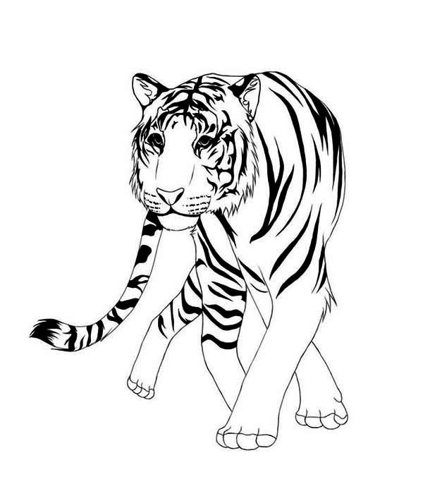 600x676 Asian Animals Coloring Pages Color Bros