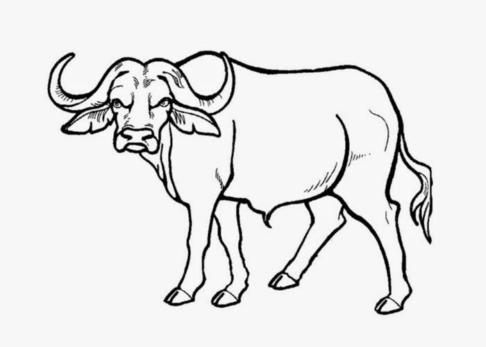 700x500 Beautiful Ideas Buffalo Coloring Pages Printable Bison American