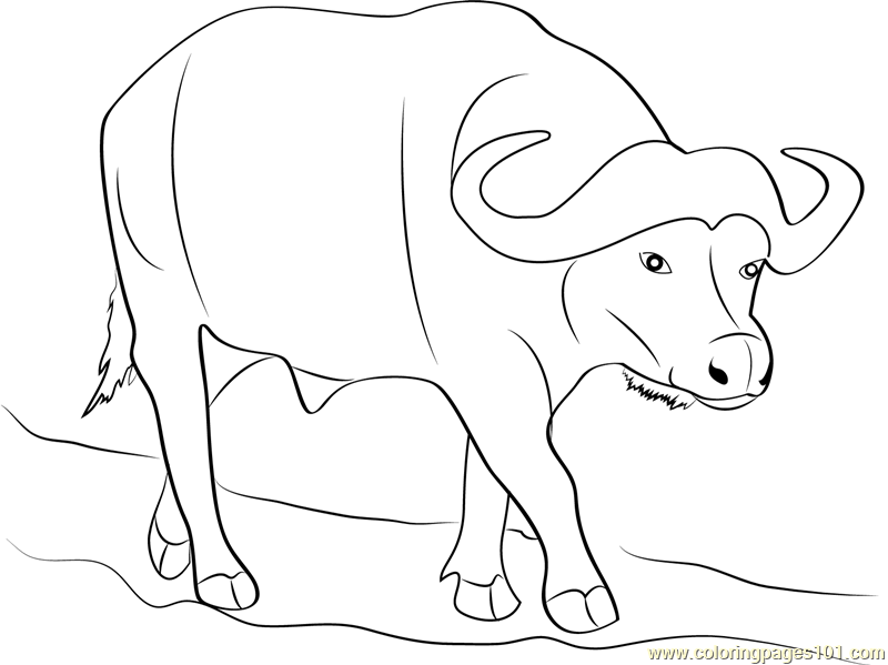 800x599 Buffalo Coloring Page