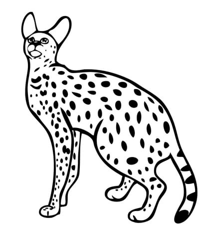 425x480 Caracal Wild Cat Coloring Page