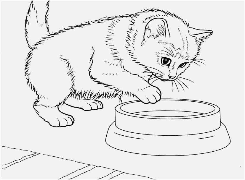 827x609 Kittens Coloring Pages Pics Javanese Kitten Coloring Page