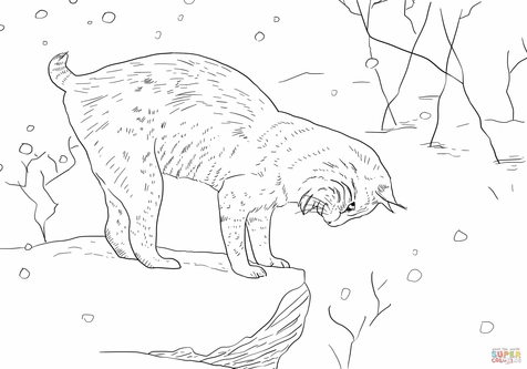 476x333 Wildcat Coloring Pages Page Image Clipart Images