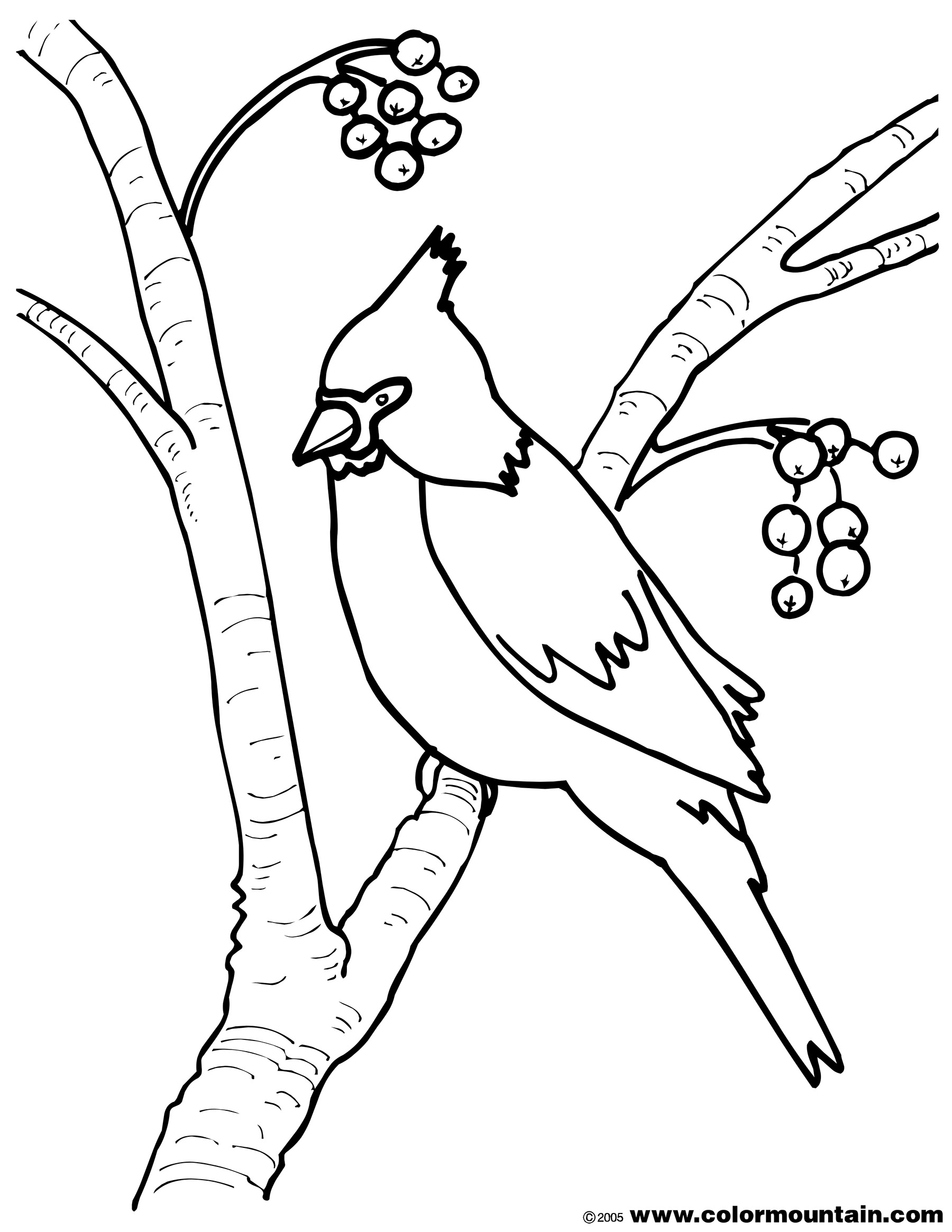 1800x2329 Cardinal Bird Coloring Pages