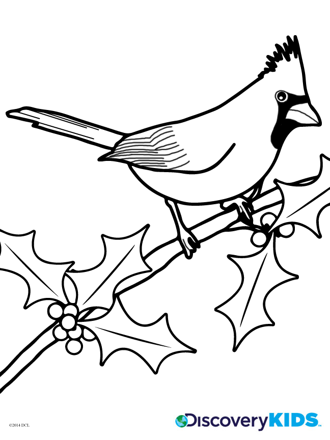 648x864 Cardinal Coloring Page