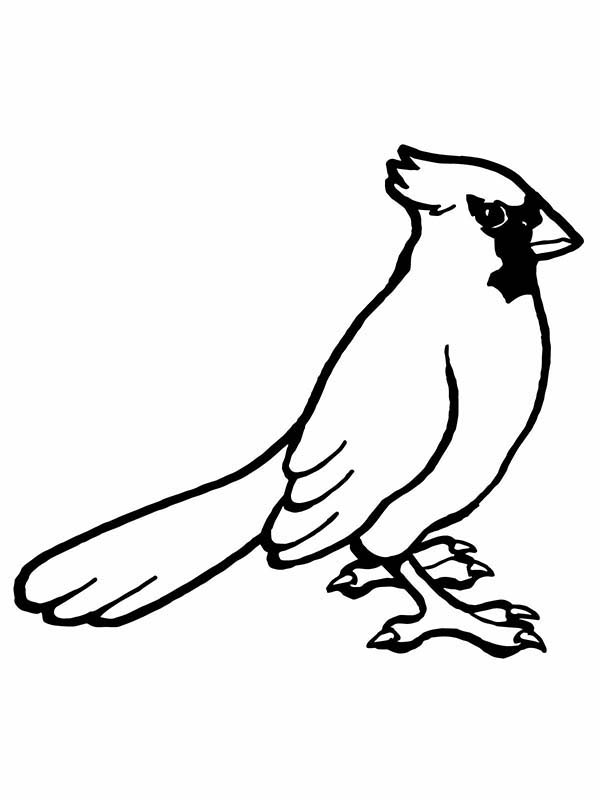 600x800 Drawing Cardinal Bird Coloring Page Drawing Cardinal Bird