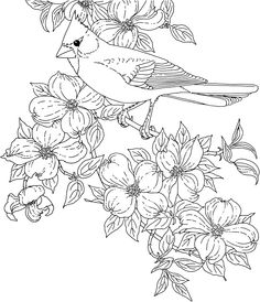 236x274 Free Printable Coloring Page North Carolina State Bird