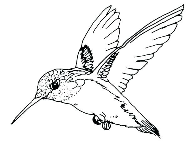 600x480 Free Printable Pictures Of Cardinal Birds Coloring Page A Bird X