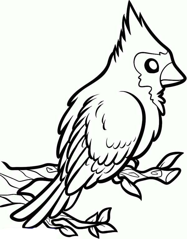 600x766 How To Draw A Red Cardinal Bird Coloring Page Coloring Sun