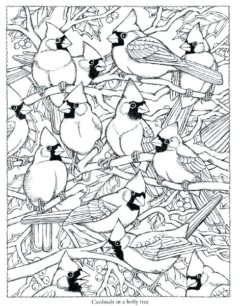 471x600 Cardinal Bird Coloring Page