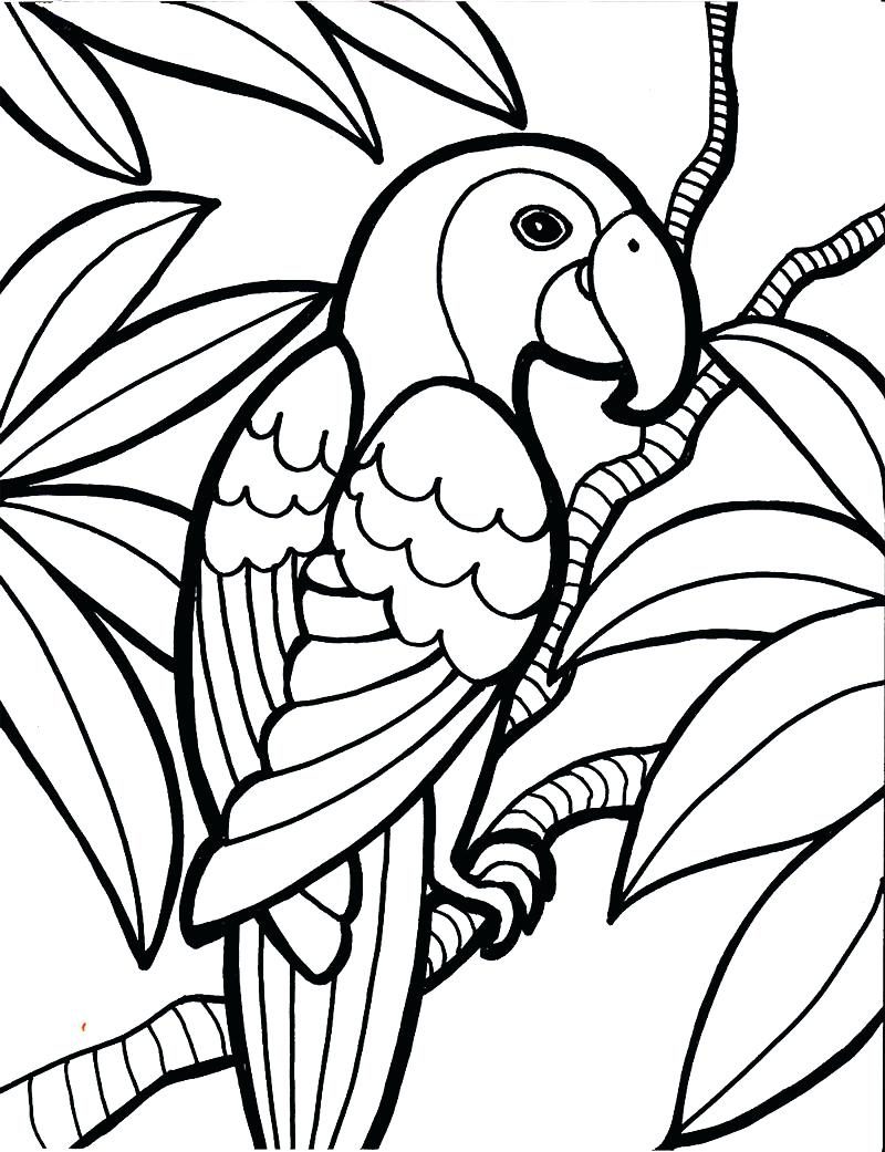 800x1041 Bird Coloring Pages Drawings Picture Of Cardinal To Color Full