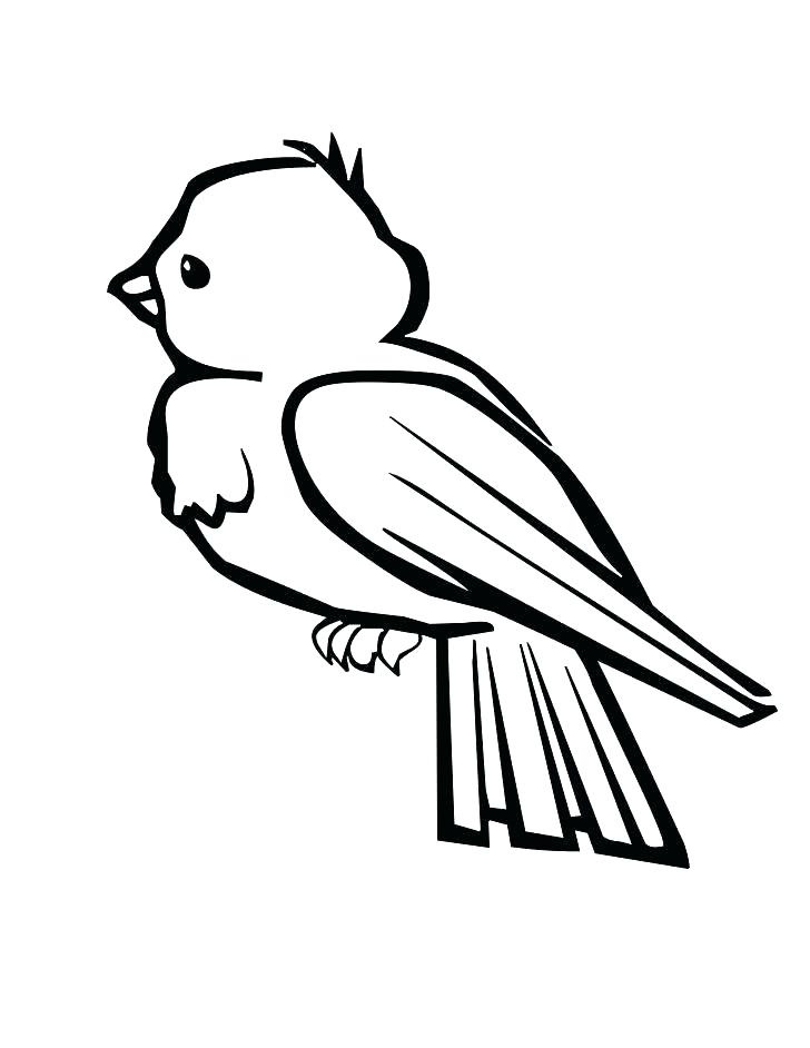 728x942 Lovely Cardinal Coloring Page Ideas Coloring Page Cardinal