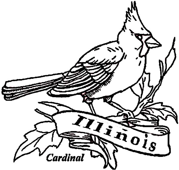 600x572 Cardinal Bird Of Illinois Coloring Page Coloring Sun