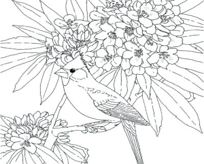 400x322 Cardinal Bird Coloring Page Bird Coloring Pages Printable Coloring