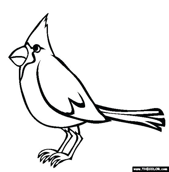 554x565 Cardinal Coloring Pages Cardinal Coloring Pages Print Bird