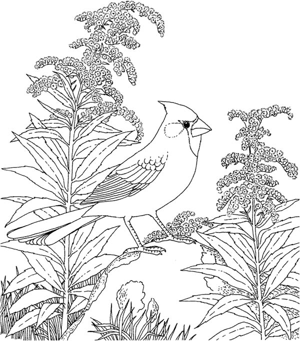 600x683 State Bird Coloring Page