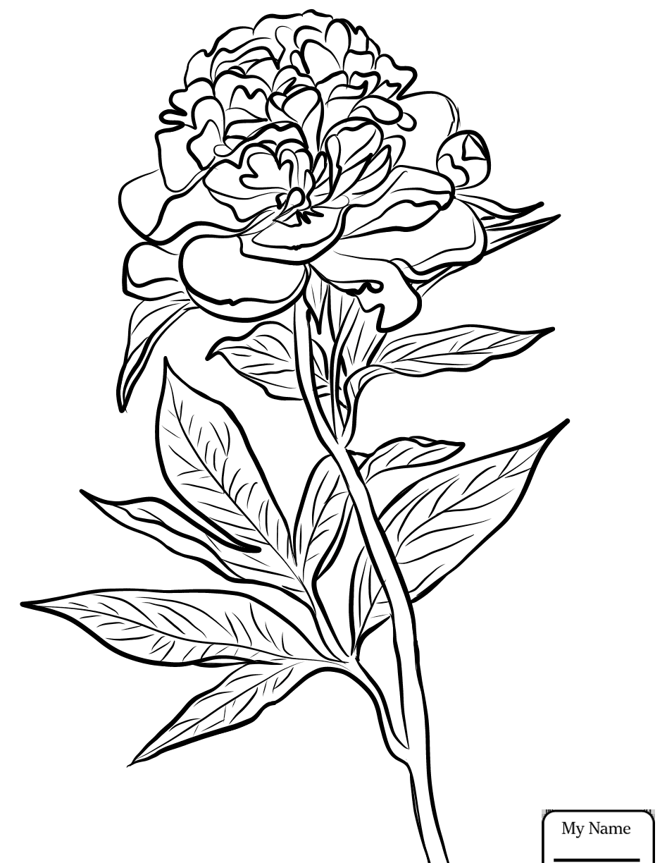 947x1224 Coloring For Kids Bird Pages St Louis Cardinal Arizona Cardinals