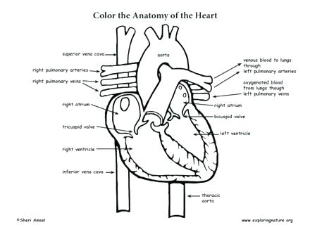 Cardiovascular System Coloring Pages at GetDrawings | Free download