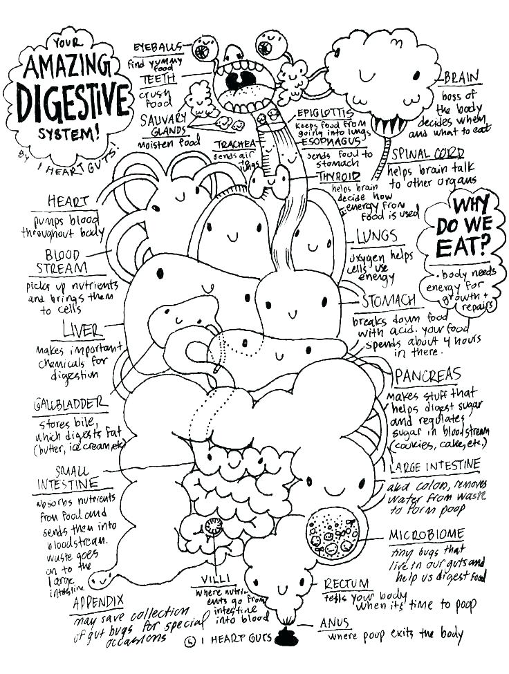 736x975 Respiratory System Coloring Page Circulatory System Coloring Pages