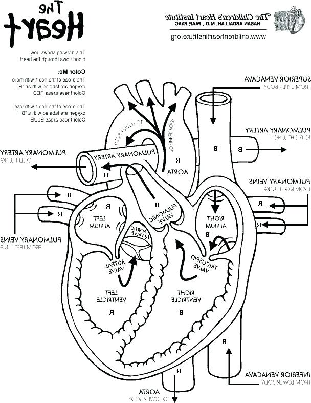 608x786 Circulatory System Coloring Pages