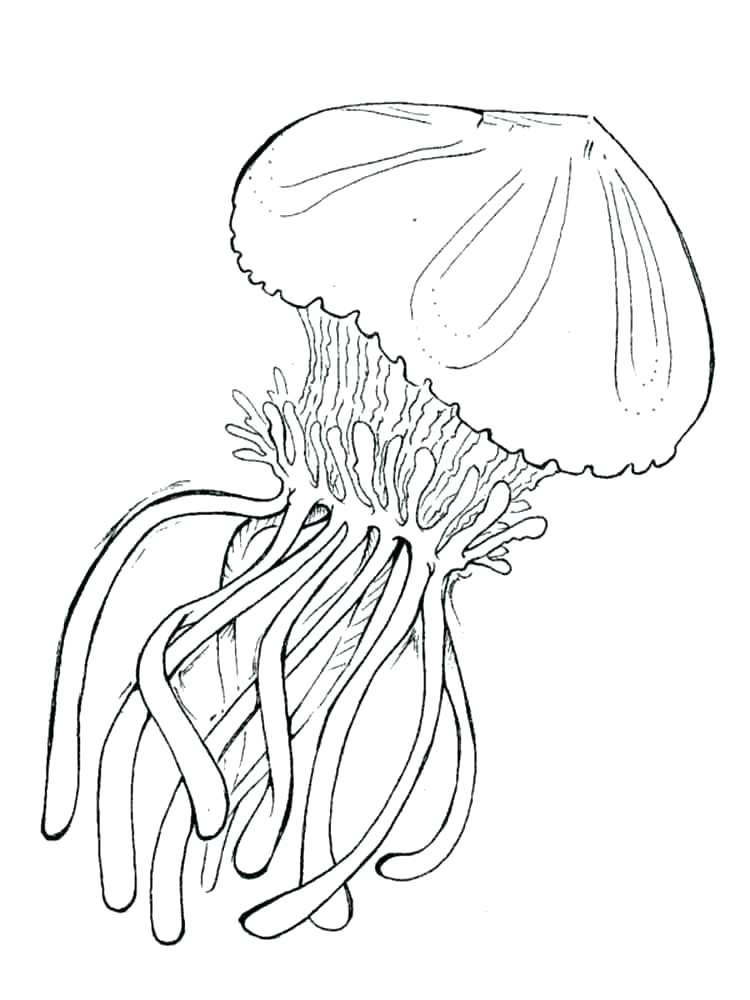 750x1000 Career Day Coloring Pages Cartoon Jellyfish Coloring Pages