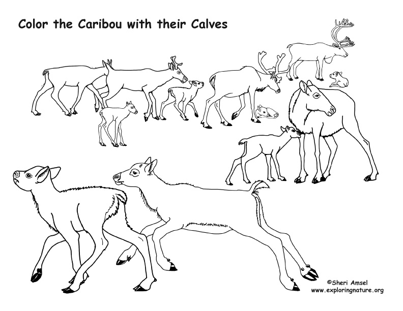 792x612 Caribou With Their Calves Coloring Page