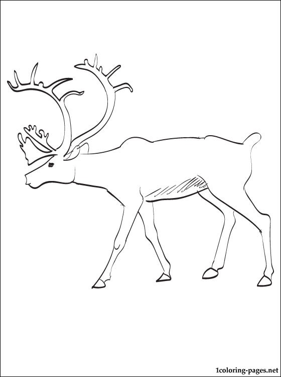560x750 Caribou Printable Page To Color Coloring Pages