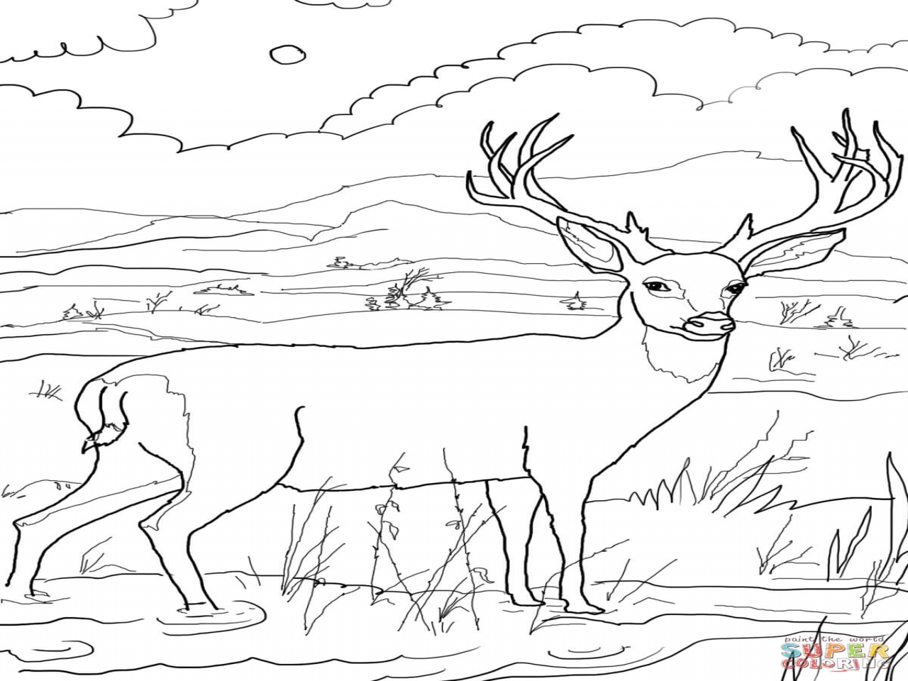1280x960 Deer Coloring Mule Pages