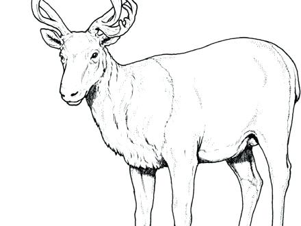 440x330 Deer Printable Coloring Pages Mouse Deer Printable John Deere