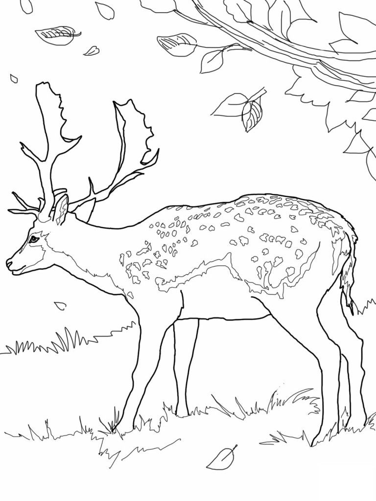 768x1024 Whitetail Deer Coloring Pages Coloriages