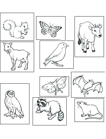 364x480 Caribou Coloring Pages Lukas Podolski Club