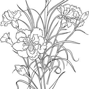 300x300 Carnation Flower And Cardinal Bird Coloring Page Coloring Sun