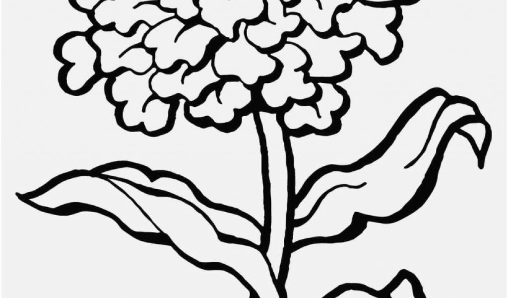 1024x600 Flowers Coloring Pages Image Carnation Dianthus Caryophyllus