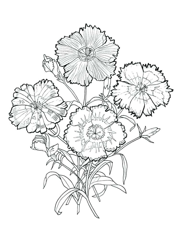 750x1000 Flowers Coloring Pages Spring Page Online Flower Shapes Size Free