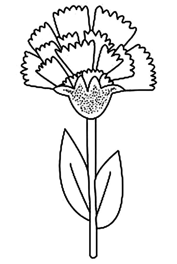 600x893 Image Result For Carnation Coloring Page Tattoo Reference