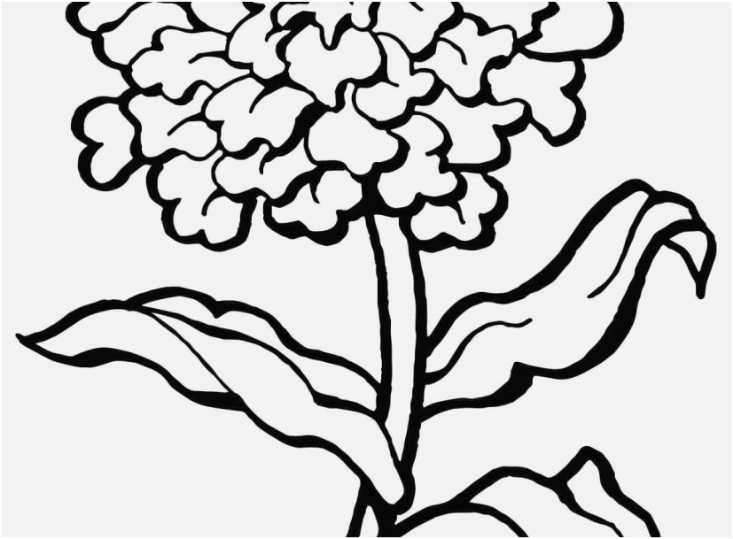 827x609 The Ideal Photo Flower Coloring Pages Famous