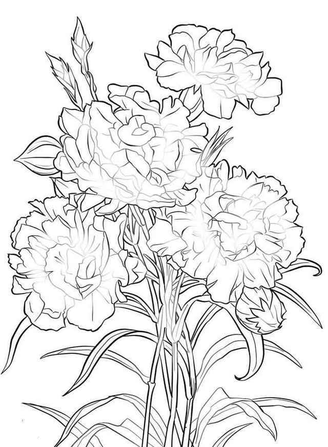 640x870 Carnation Flower Coloring Pages Forever Coloring