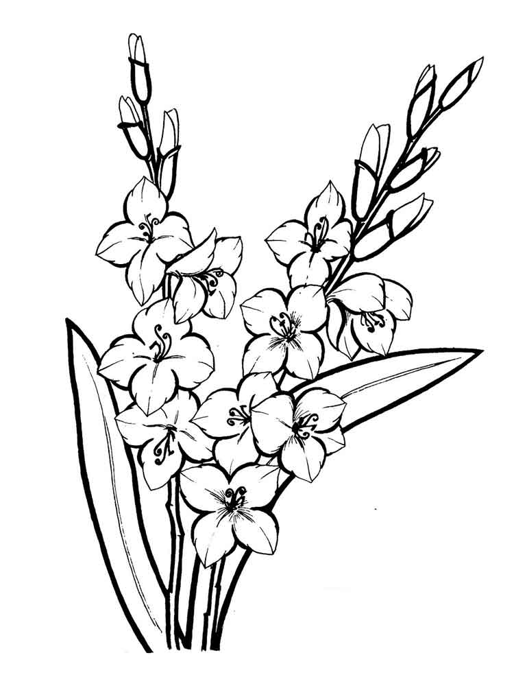 750x1000 Gladiolus Coloring Pages Download And Print Gladiolus Coloring Pages