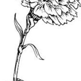 268x268 Picture Of Carnation Flower Coloring Page Coloring Sun Coloring