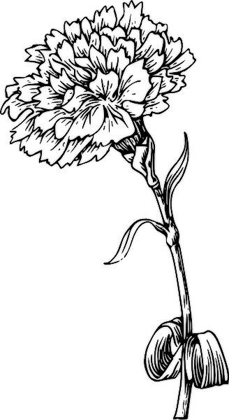 328x600 Best Zentangle Flowers Images On Drawings Carnation