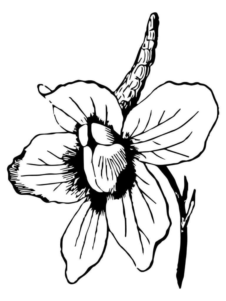 768x1024 Unbelievable Best Crafts Coloring Sheets Picture Of Carnation