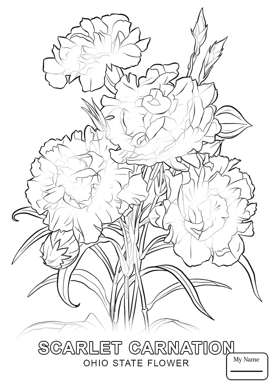 1040x1469 Awesome Carnation Coloring Pages Design Printable Coloring Sheet