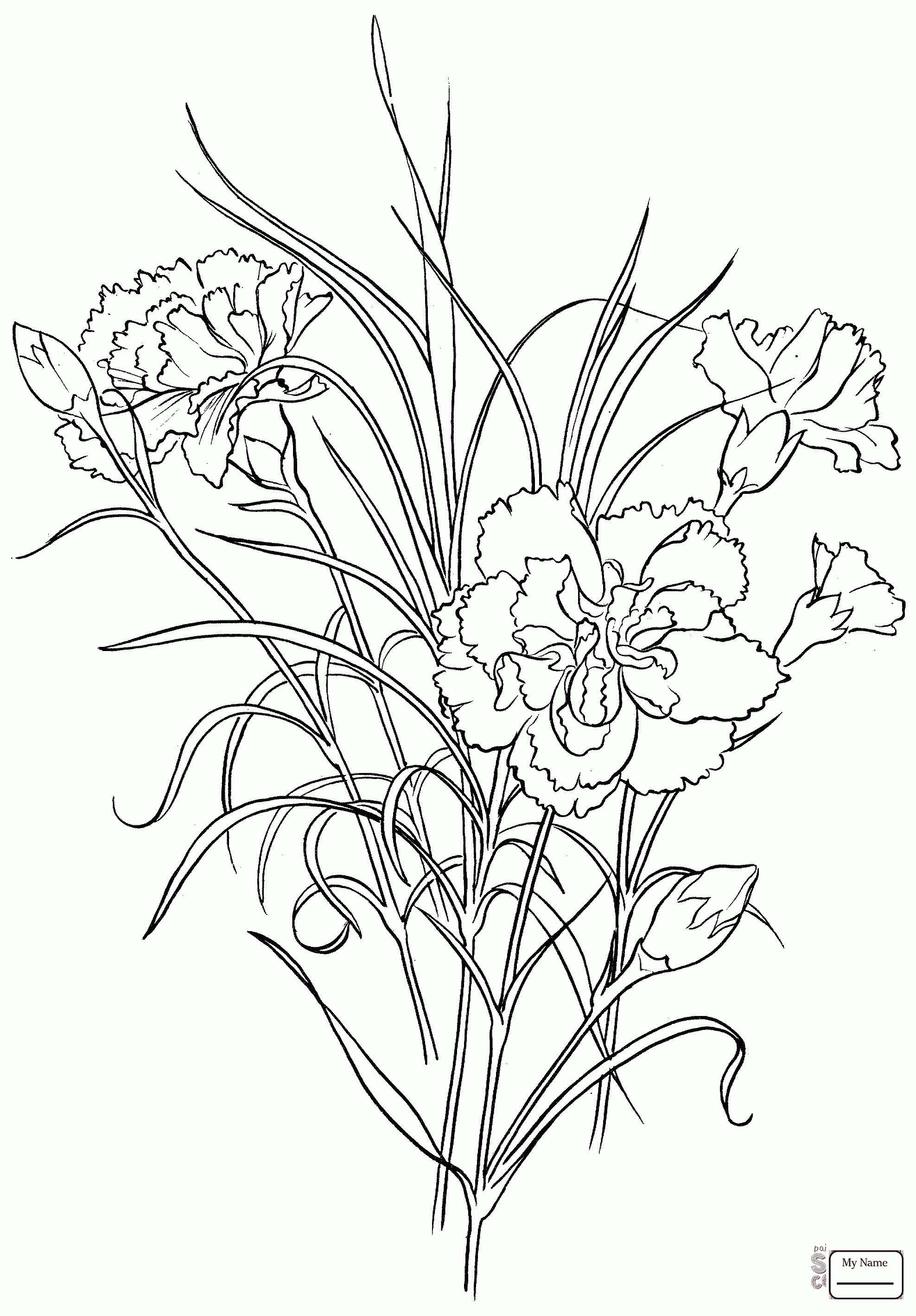 1976x2838 Awesome Carnation Flower Coloring Pages Collection Printable