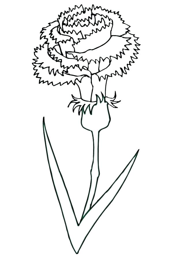 600x895 Carnation Coloring Page Also State Football Coloring Sheets Blog