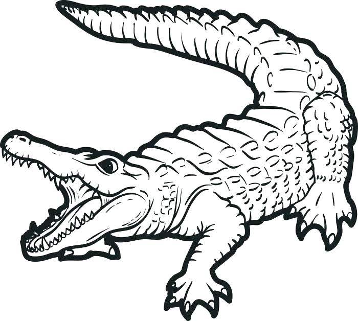 700x628 Crocodile Coloring Pages Alligator Coloring Pages Cute Crocodile