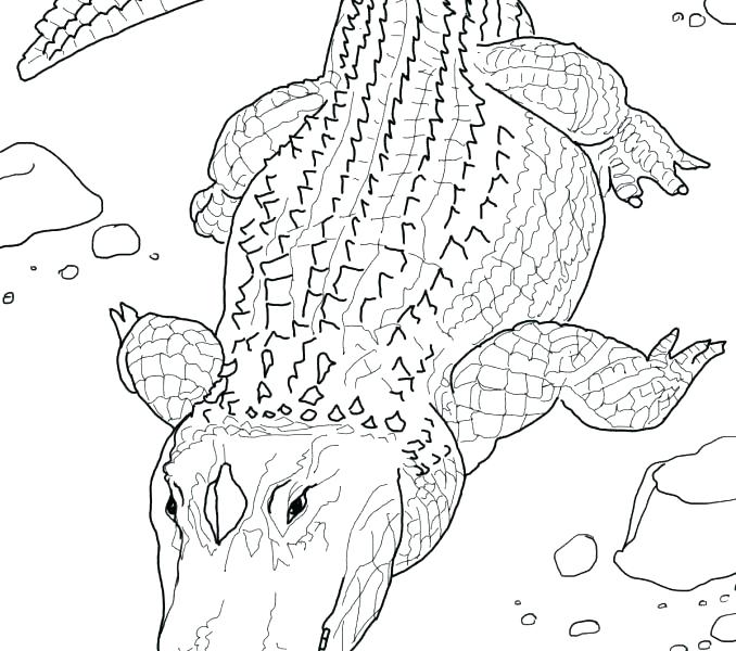 678x600 Alligator Coloring Pages