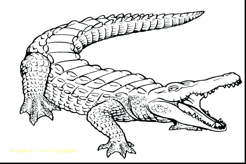 1024x681 Alligator Coloring Pages