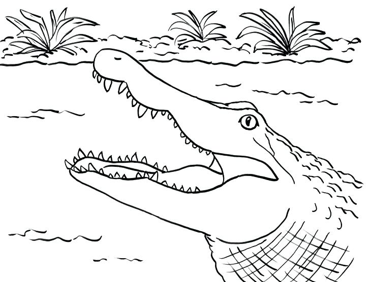 728x556 Alligator Coloring Page Alligator Coloring Page With Wallpaper